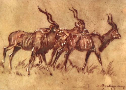 Bild Drei Kudus von Uli Aschenborn